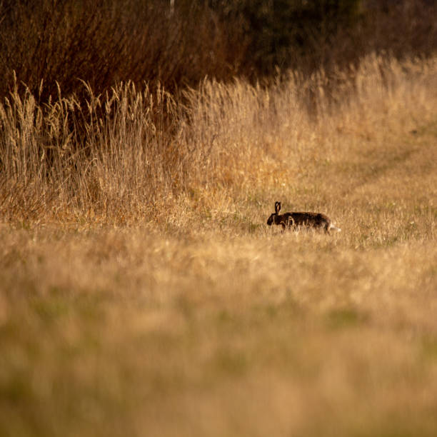 istock A beautiful brown hare in the spring meadow. Springtime scenery with local animals. 1306101242