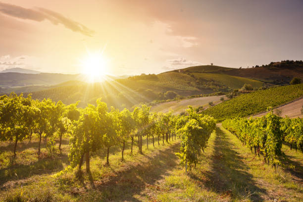 istock Vine with grapes growing in vineyard on sunlight 1306101488