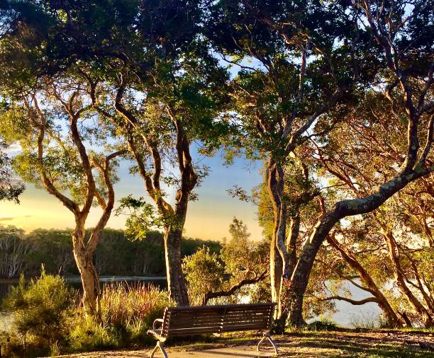 золотое сияние на скамейке парка под австралийскими деревьями десен - bluegum tree стоковые фото и изображения