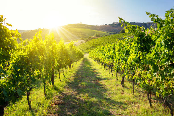 istock Vine with grapes growing in vineyard on sunlight 1306101526
