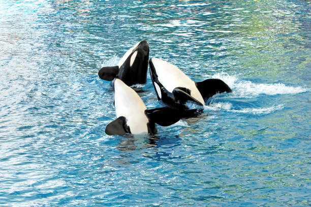 Close up image of Dolphins circus attractions