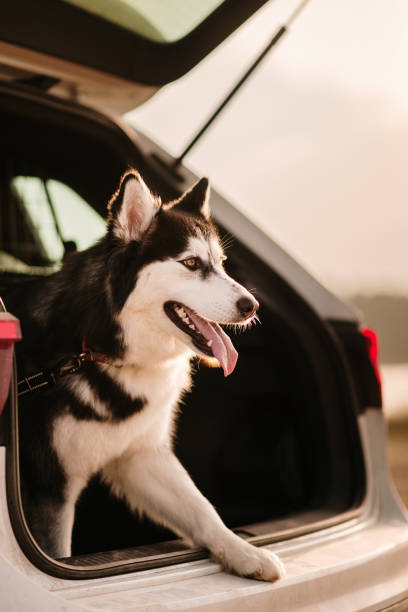 istock Husky dog in a car trunk 1306102945
