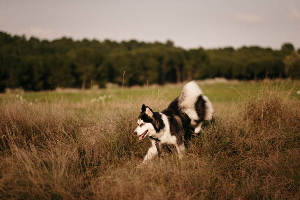 istock Husky dog in a natural area 1306102947