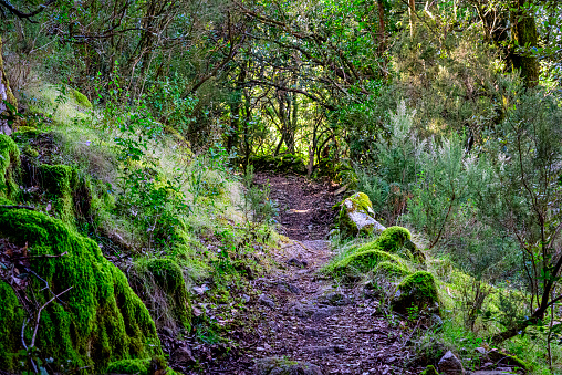 a path in the maquis-type vegetation in Corsica