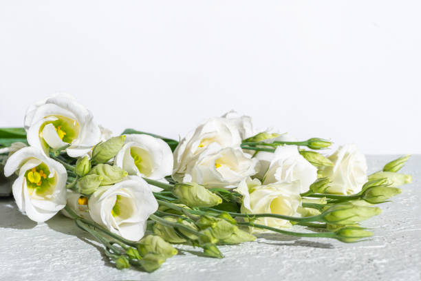 istock White delicate small roses on a light plaster background, copy space. Greeting card for mother's day, birthday 1306103679