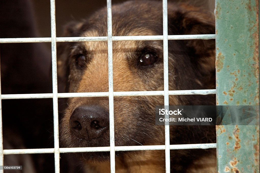 officieel samen Discreet Hond In Kooi Stockfoto en meer beelden van Bescherming - Bescherming,  Depressie - Verdriet, Dier - iStock