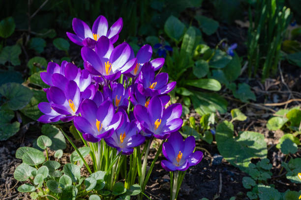 istock Crocuses with purple petals on blurred background of greenery. Selective focus. Close-up. Spring landscape in landscaped garden 1306103771