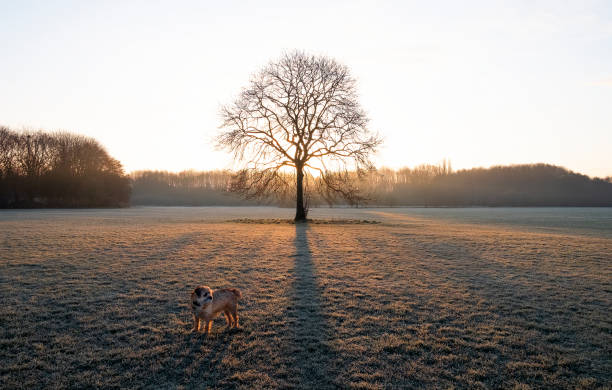istock Frosty Dawn Walk with Border Terrier Dog, Lone Tree in Rear 1306103986