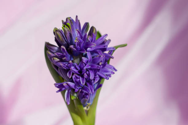istock Blue hyacinth flower on a delicate fabric background. 1306106019
