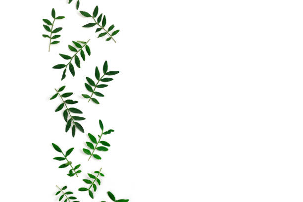 istock Border frame made of pistachios branches on a white background 1306106182