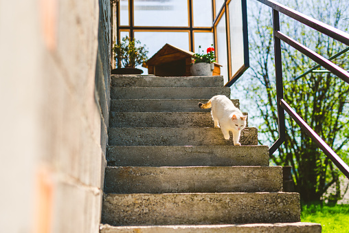 Cat walking down the stairs