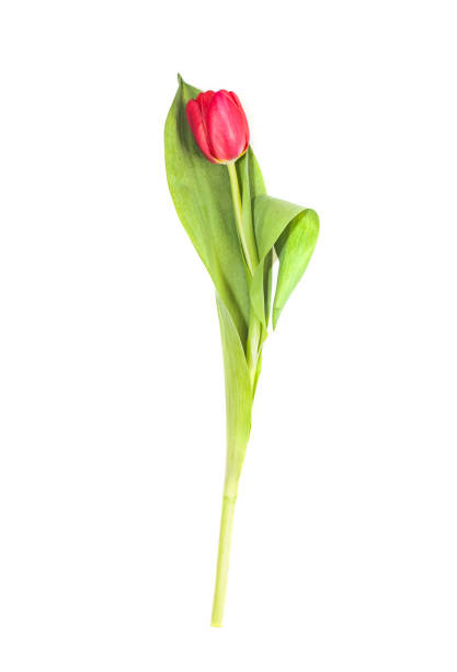 istock Red tulip flower on white background 1306107300