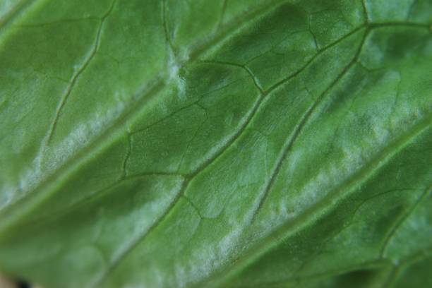 istock Detail Salad freshness green quality 1306107860