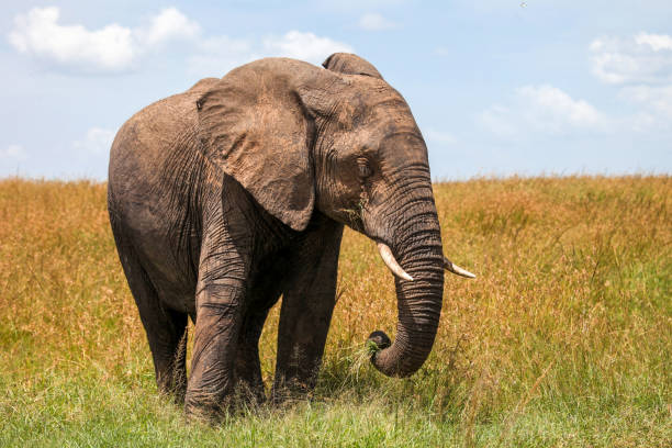 African bush elephant African bush elephant (Loxodonta africana) in a yellow grass serengeti elephant conservation stock pictures, royalty-free photos & images