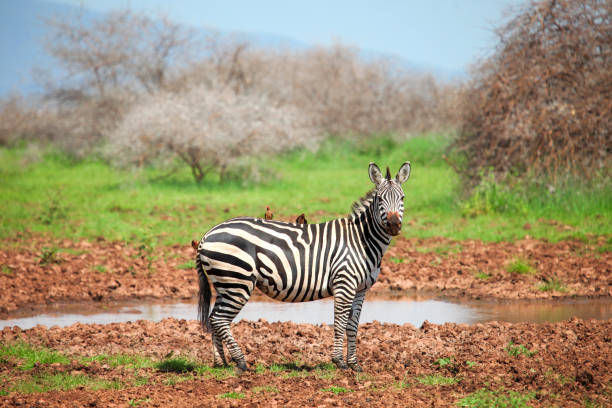 플레인스 얼룩말 - lake manyara national park 뉴스 사진 이미지