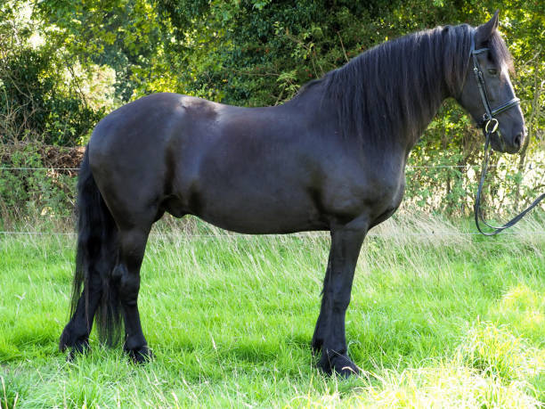 istock Beautiful Black Horse 1306108912