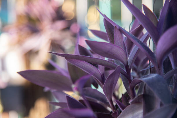 moïse violet dans le berceau plantes dans la nature. - tradescantia epidermis photos et images de collection
