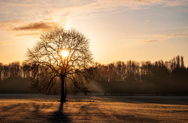 istock Golden Dawn on Frosty Field with Single Tree in Foreground 1306109784