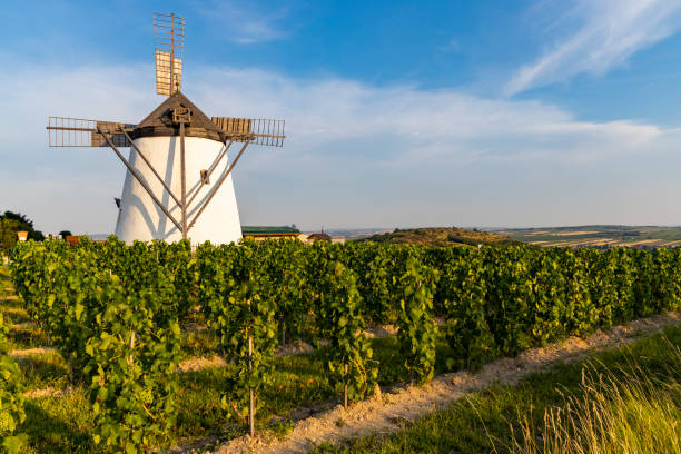 istock Vineyard near Windmill Retz, Lower Austria, Austria 1306111646