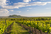 Spring vineyards under Palava near Sonberk, South Moravia, Czech Republic