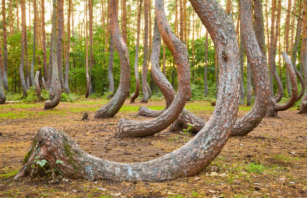 Oddly shaped pine trees in Crooked Forest at sunset, selective focus, Poland.