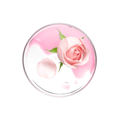 Pink rose with essence on petri dish over white background