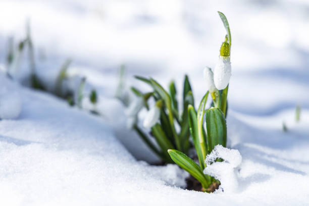 istock Sunrise sunset light on the white tender snowdrops covered snow in the spring forest. Beautiful spring background with copy space 1306114207