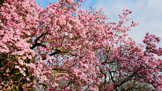 Pink magnolia blossom in a Cornish garden, UK