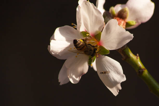 꿀벌아몬드 꽃 13425 - 13425 뉴스 사진 이미지