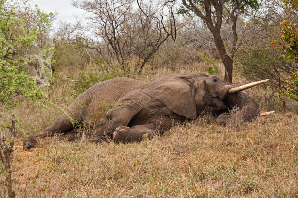 istock Sleeping African Elephant Loxodonta africana 13481 1306118461