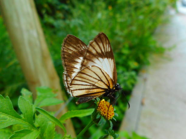 istock butterfly insect - rhopalocera 1306118488