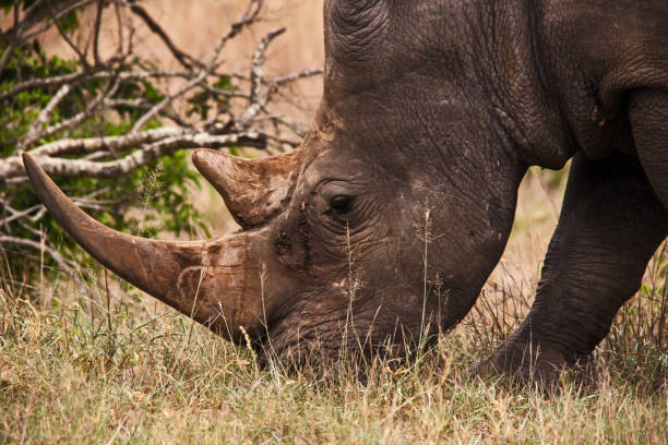 istock White Rhino Ceratotherium simum 13473 1306118678