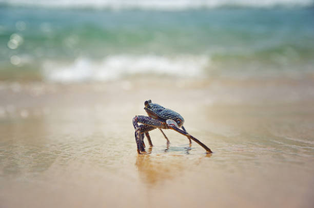 istock Crab in front of the ocean. Crab on the beach. 1306118770