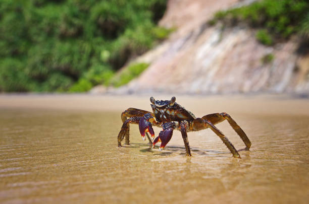 istock Crab on the beach, blured background, sunny day. Crab and the ocean. 1306118818