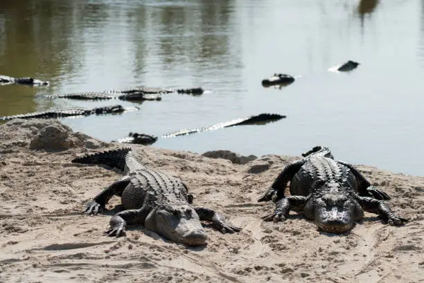 Photo of Alligator