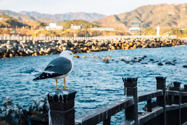 Jangho Port sea and seagull in Samcheok, Korea