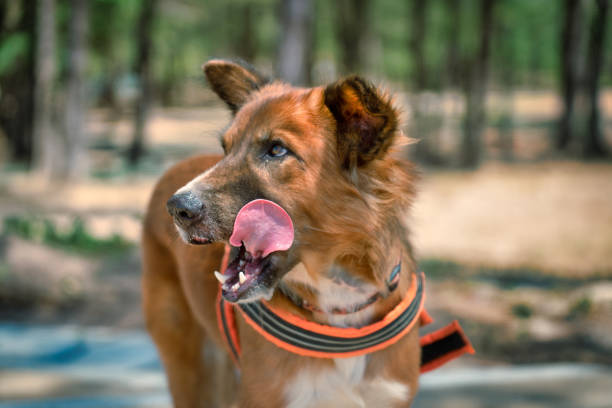 One large mixed breed dog licking his lips with a very large tongue sticking out.  Portrait head shot side view.