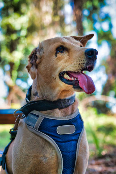 istock Dog with amputated ear sitting in the park 1306120413