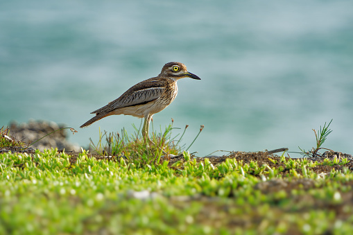 Water Thick-knee - Burhinus vermiculatus or water dikkop. bird in the thick-knee family Burhinidae, found across sub-Saharan Africa close to water, pied brown and white bird on the rocky coastline.