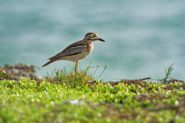 water thick-knee - burhinus vermiculatus or water dikkop. bird in the thick-knee family burhinidae, found across sub-saharan africa close to water, pied brown and white bird on the rocky coastline. - stone curlew imagens e fotografias de stock