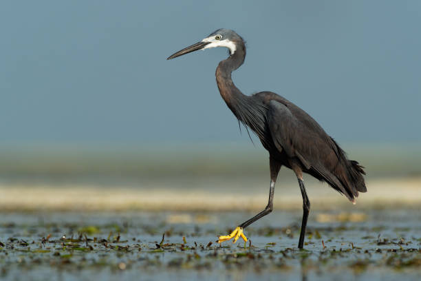 istock Western Reef Heron - Egretta gularis also Western Reef Egret, medium-sized heron found in southern Europe, Africa and Asia, two morphs light and dark, white or grey black bird with yellow feet in the sea. 1306123098