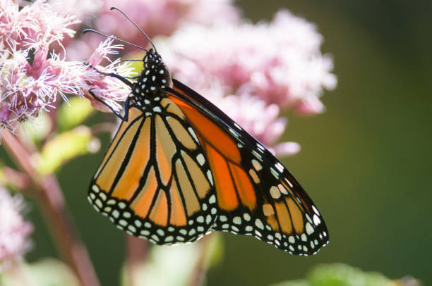 istock Monarch Butterfly on Pink Flower 1306124020