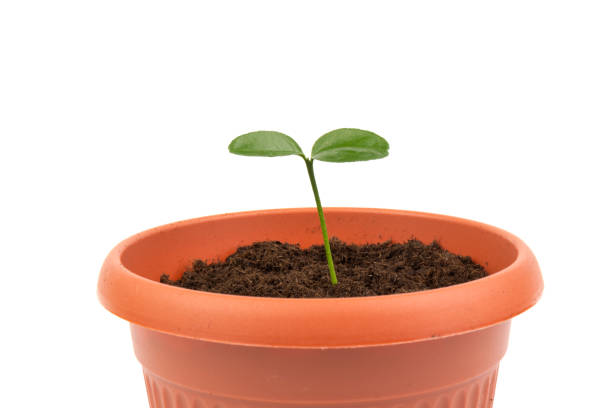 istock Young plant in small flowerpot. Growing seedlings. 1306124312
