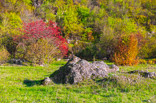Beautiful landscape stone and medicinal hawthorn tree