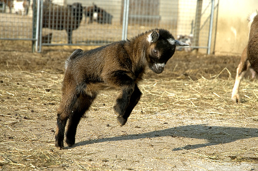 Kid goat at farm. Bulk feed bin on background.