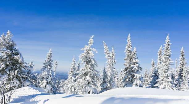 istock snow-covered trees in winter landscape 1306127035
