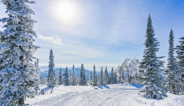 istock snow-covered trees in winter landscape 1306127050