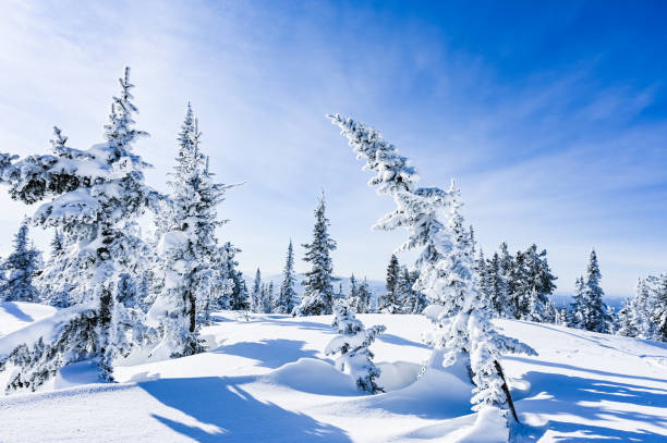 istock snow-covered trees in winter landscape 1306127062