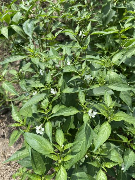 istock Fresh chili tree in vegetable garden 1306127085
