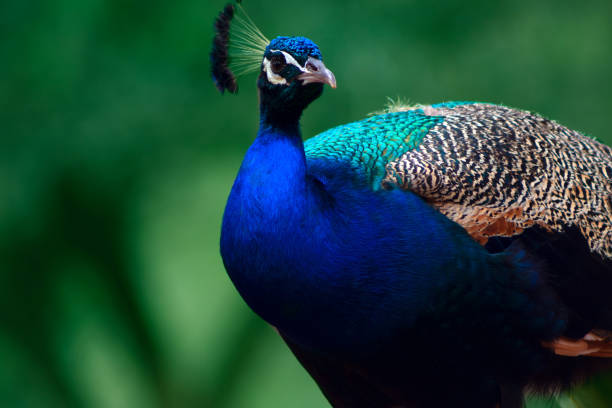 nahaufnahme des niedlichen pfau (großer vogel) auf einem grünen hintergrund - close up peacock animal head bird stock-fotos und bilder